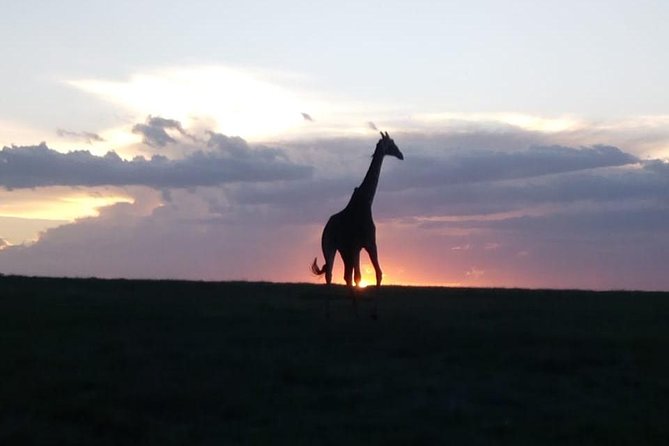 4 Days - Majestic Maasai Mara and Lake Nakuru Safari - A full day among the Mara’s wildlife