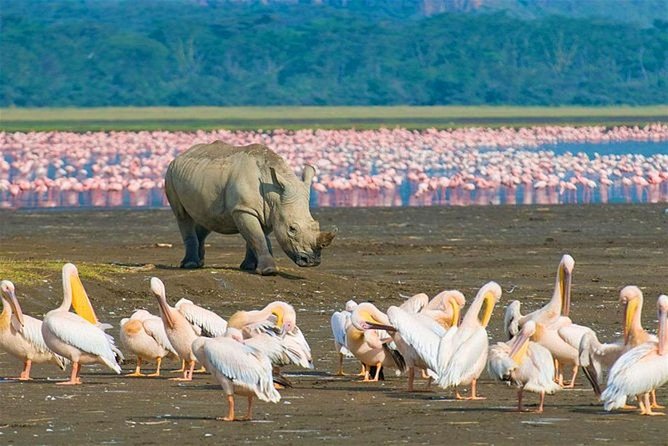 4 Days Masai Mara and Lake Nakuru Budget Safari Meals included - Day 3: Early wildlife, Maasai culture, and the road to Nakuru