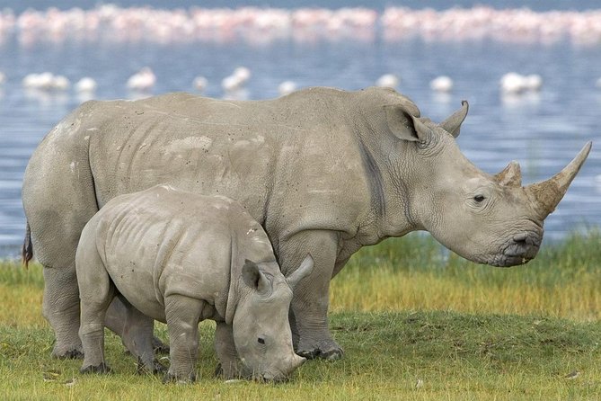 4 Days Masai Mara and Lake Nakuru Budget Safari Meals included - Day 4: Lake Nakuru’s rhinos, giraffes, and birdlife