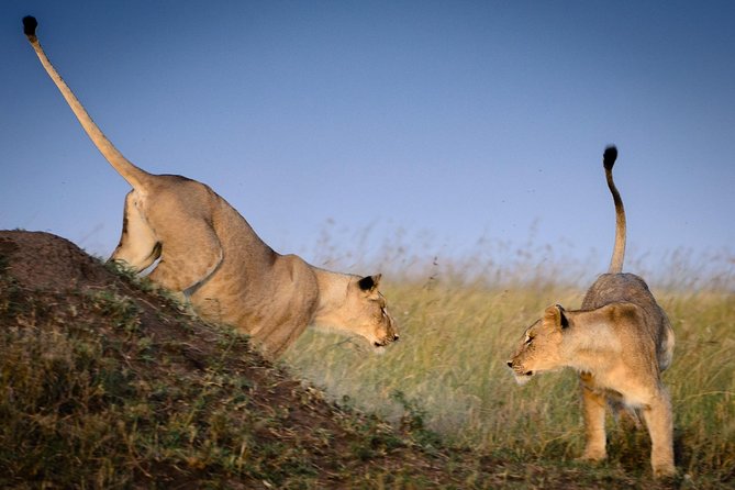 4 Days Masai Mara and Lake Nakuru Budget Safari Meals included - Who should book this safari?