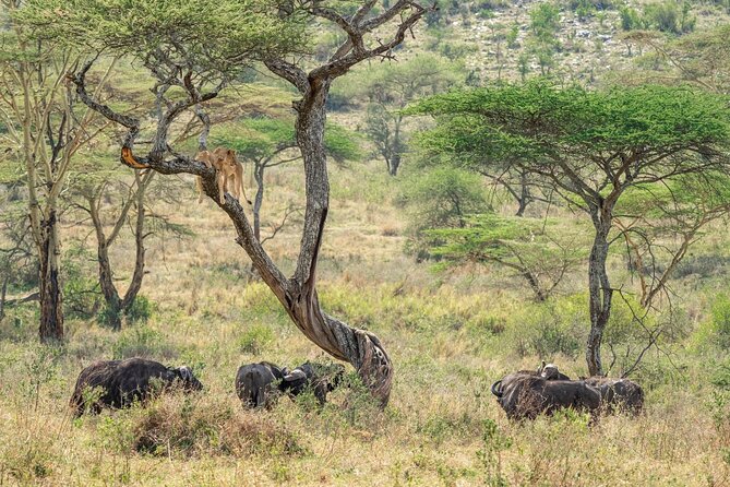 4 Days Masai Mara and Lake Nakuru Mid-Luxury safari - Judging the $1,400 price