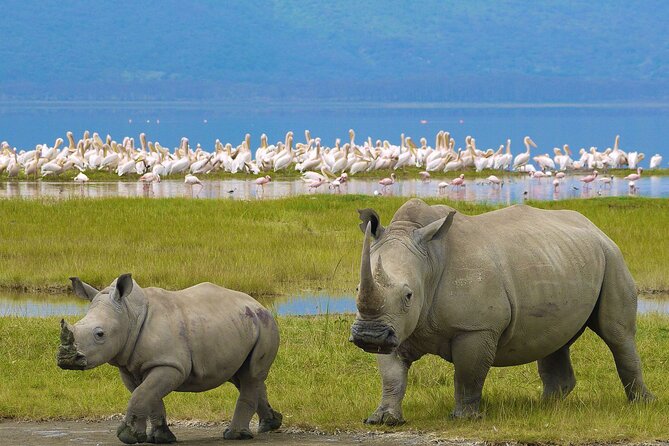 4 Days Masai Mara and Lake Nakuru Shared Camping Safari - Key points before you book