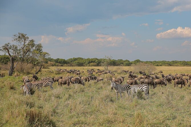 4 Days Masai Mara and Lake Nakuru Shared Camping Safari - Day 2: A full day beside the Mara River