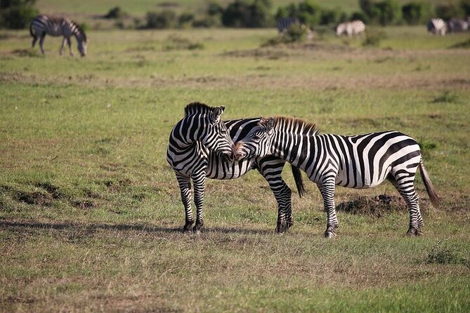 4 Days Masai Mara and Lake Nakuru Shared Camping Safari - Day 3: Leaving the Mara for Lake Nakuru