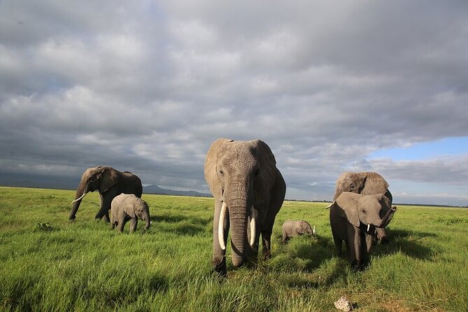 4 Days Masai Mara and Lake Nakuru Shared Camping Safari - Maasai Mara versus Lake Nakuru