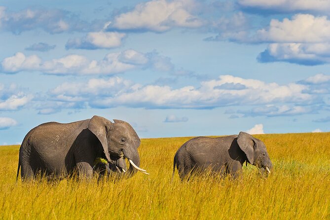 4 Days Masai Mara and Lake Nakuru Shared Camping Safari - The small-group setup and family considerations