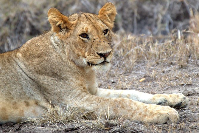 4 Days Masai Mara Camping Safari - Nairobi to the Mara through the Great Rift Valley