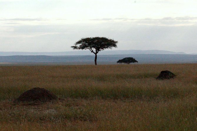 4 Days Masai Mara Camping Safari - Day two: the best light comes early