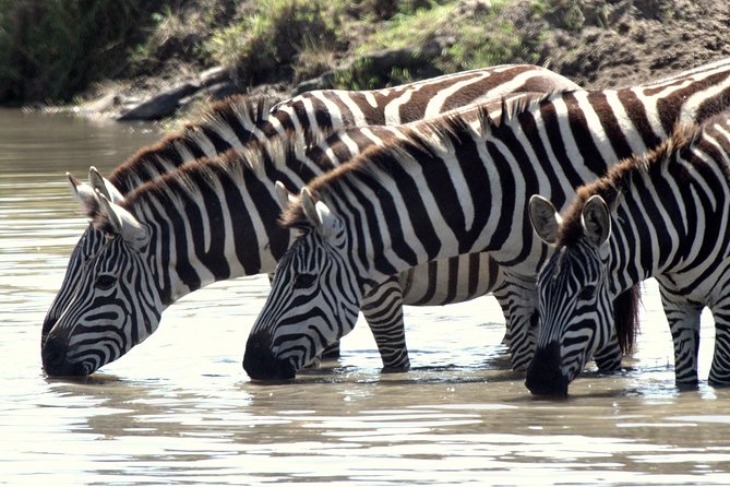 4 Days Masai Mara Camping Safari - Day three: the Mara River and Hippo Pool