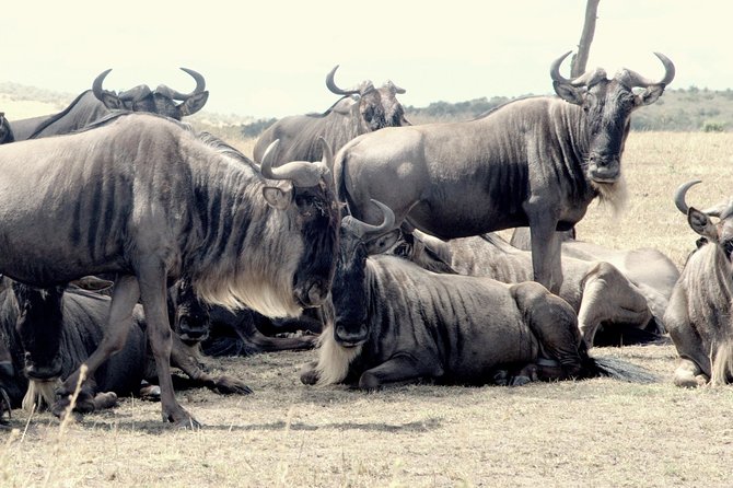 4 Days Masai Mara Camping Safari - The $1,150 price and what it buys you