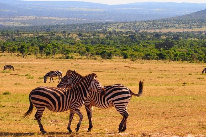 4 Days Masai Mara & Lake Nakuru Budget Group Safari in a 4x4 Jeep - Why Maasai Mara is the main event