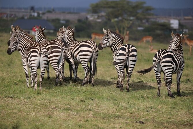 4 Days Masai Mara & Lake Nakuru Budget Group Safari in a 4x4 Jeep - Day three, leaving the Mara for Lake Nakuru