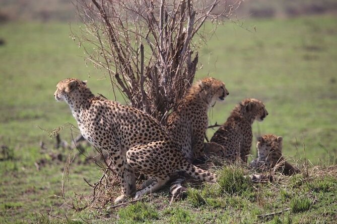 4 Days Masai Mara & Lake Nakuru Budget Group Safari in a 4x4 Jeep - Day four, white rhinos and the return to Nairobi