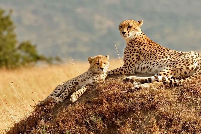 4 Days Masai Mara & Lake Nakuru Budget Group Safari in a 4x4 Jeep - What $700 really buys you