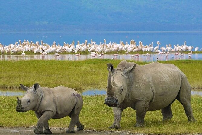 4 Days Masai Mara & Lake Nakuru Budget Group Safari in a 4x4 Jeep - Day two, a full day beside the Mara River