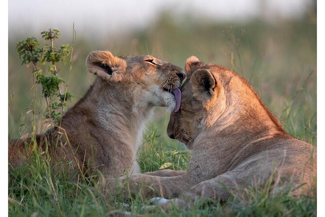 4 Days Masai Mara/Lake Nakuru Budget Safari - Key points to know before you book