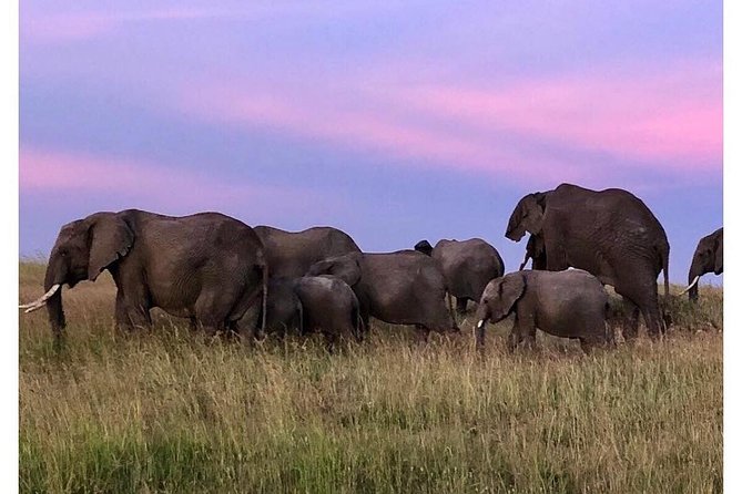 4 Days Masai Mara/Lake Nakuru Budget Safari - Why this Masai Mara and Nakuru pairing works
