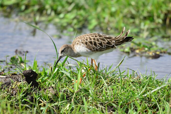 4 Days Masai Mara/Lake Nakuru Budget Safari - Who will get the most from this safari