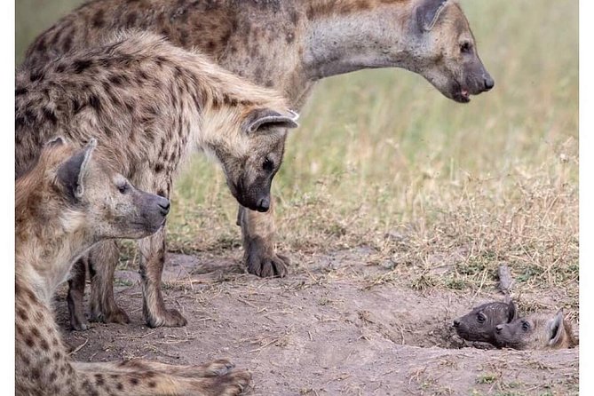 4 Days Masai Mara/Lake Nakuru Budget Safari - Day 1: Nairobi to Masai Mara by way of the Rift Valley