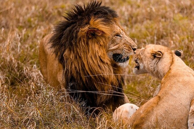 4 Days Masai Mara & Lake Nakuru Group Joining Safari - Day 2: A full day in the Masai Mara
