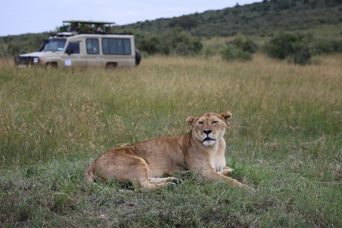 4 Days Masai Mara Lake Nakuru Jeep Safari - Day two: a full game drive in the Mara Triangle