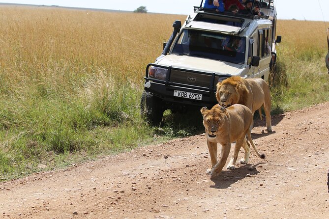 4 Days Masai Mara Lake Nakuru Jeep Safari - Day four: Lake Nakuru wildlife and the return to Nairobi