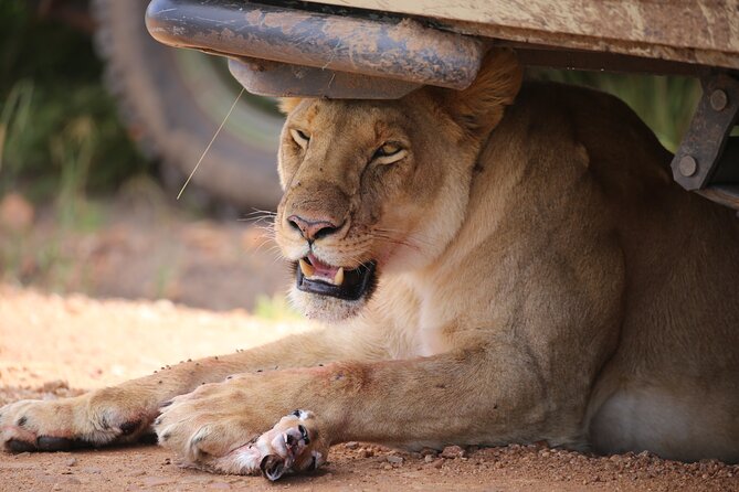 4 Days Masai Mara Lake Nakuru Jeep Safari - Wildlife value: Mara predators and Nakuru rhinos