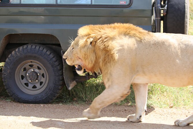 4 Days Masai Mara Lake Nakuru Jeep Safari - The practical tradeoffs of a small-group safari