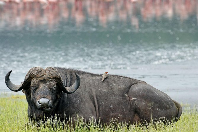 4 Days Masai Mara & Lake Nakuru Lodge Safari - Key points to know before booking