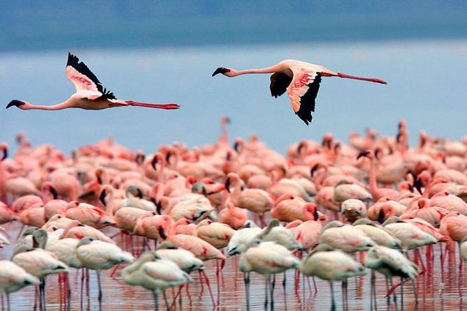 4 Days Masai Mara & Lake Nakuru Lodge Safari - What the $1,950 price really covers