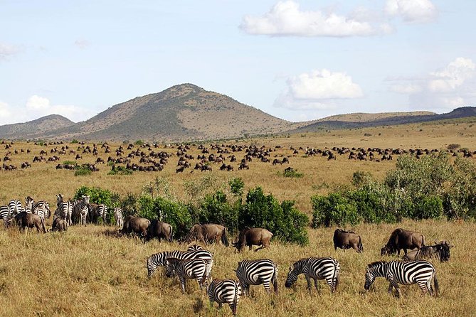 4 Days Masai Mara & Lake Nakuru Lodge Safari - Who will get the most from this four-day route