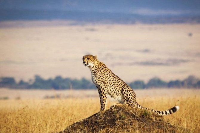 4 Days Masai Mara & Lake Nakuru Lodge Safari - A full Maasai Mara day with picnic lunch