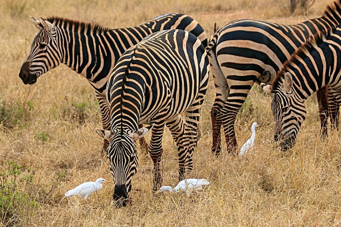 4 Days Masai Mara Nakuru - The migration window from July through October