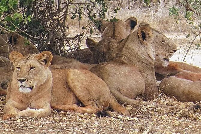 4 Days Mid Luxury Safari, Lake Nakuru and Masai Mara. - Key points at a glance
