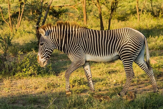 4 Days Mid Luxury Safari, Lake Nakuru and Masai Mara. - Who this four-day route suits best