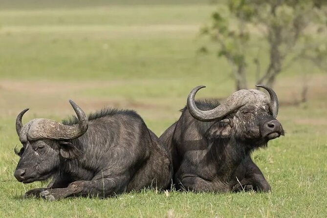 4 Days Mid Luxury Safari, Lake Nakuru and Masai Mara. - A full Maasai Mara day with two game drives