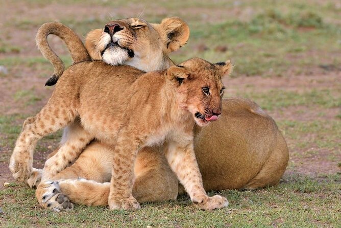 4 Days of Untamed Beauty: An Unforgettable Masai Mara Road Safari - Key points to know before you book