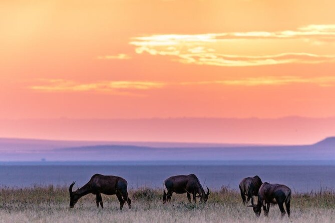 4 Days of Untamed Beauty: An Unforgettable Masai Mara Road Safari - Day 3: Use the extra time to search with purpose