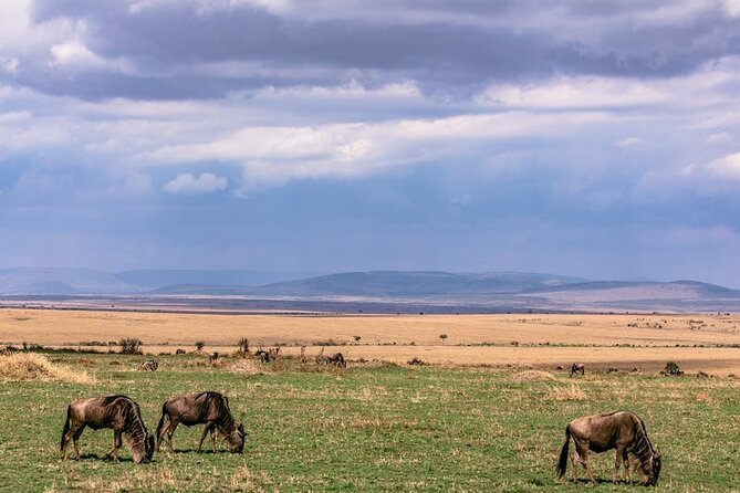 4 Days of Untamed Beauty: An Unforgettable Masai Mara Road Safari - Day 4: Sunrise, checkout, and the road back to Nairobi