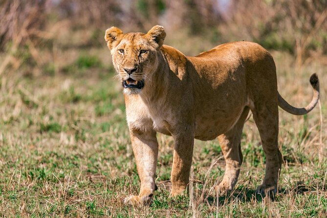 4 Days of Untamed Beauty: An Unforgettable Masai Mara Road Safari - What the $1,600 price covers