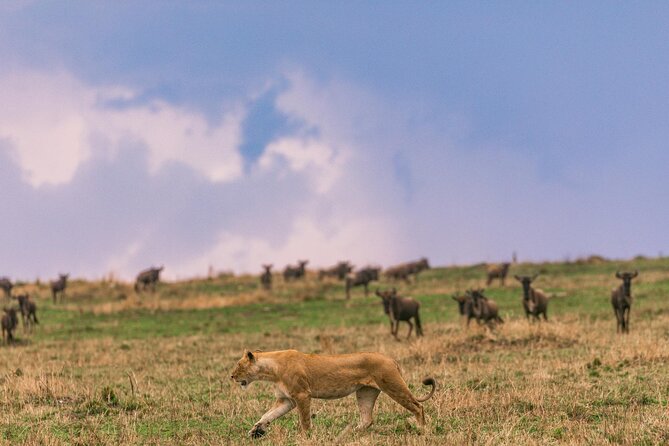 4 Days of Untamed Beauty: An Unforgettable Masai Mara Road Safari - Guides, vehicle, and the private format