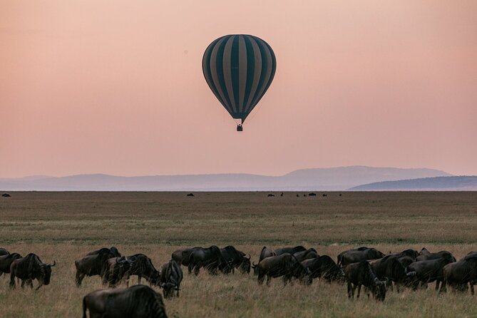 4 Days of Untamed Beauty: An Unforgettable Masai Mara Road Safari - Day 1: Your first morning among predators