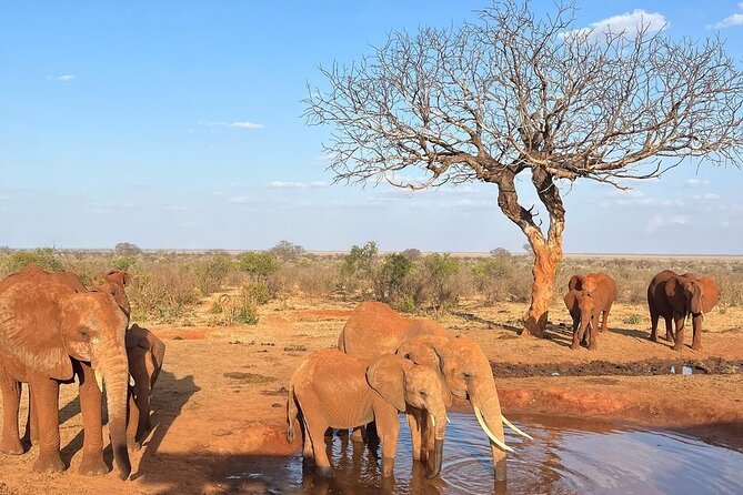 4 Days Private Safari Tour Tsavo and Amboseli from Nairobi - Who will get the most from this safari