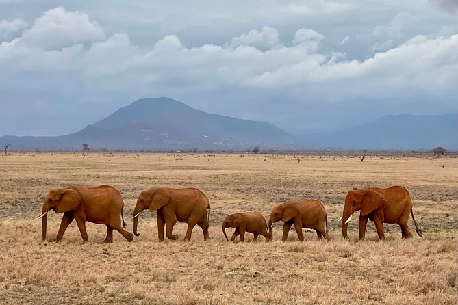 4 Days Private Safari Tour Tsavo and Amboseli from Nairobi - Day 1: Tsavo East and the first search for wildlife
