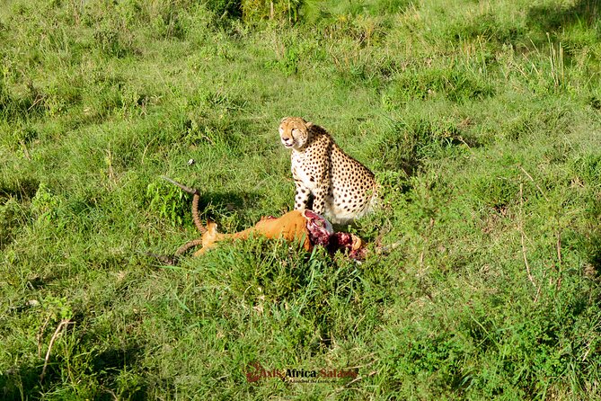 4 Days Safari Adventure Masai Mara and Nakuru Park Group - Where the money goes at $806