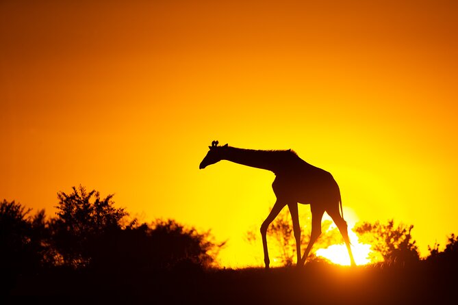 4 Days Safari from Mombasa to Amboseli and Tsavo West and East - Why this Mombasa safari covers so much ground