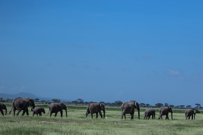 4 Days Safari from Mombasa to Amboseli and Tsavo West and East - Day 3: Sunrise hopes, then the red elephants of Tsavo East