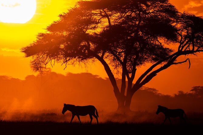 4 Days Safari from Mombasa to Amboseli and Tsavo West and East - Who will enjoy this four-day route most
