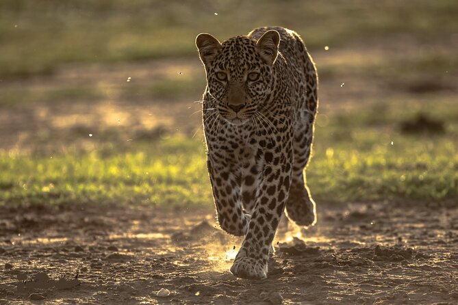 4 Days Safari from Mombasa to Amboseli and Tsavo West and East - Day 1: Tsavo West after an early departure from Mombasa