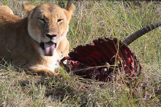 4 Days Safari Lake Nakuru NP Naivasha and Masai Mara - Key points to know before booking